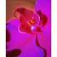 Парфюмированный спрей для тела Victoria's Secret Very Sexy Orchid 75 мл (50110)
